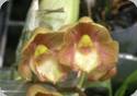 Clowesetum Jumbo Northen